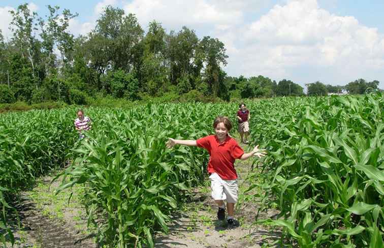 El asombroso Scott's Maze Adventures de Mount Dora Corn Corn / Florida