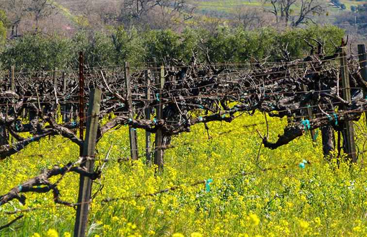 Napa Valley in het voorjaar / Californië