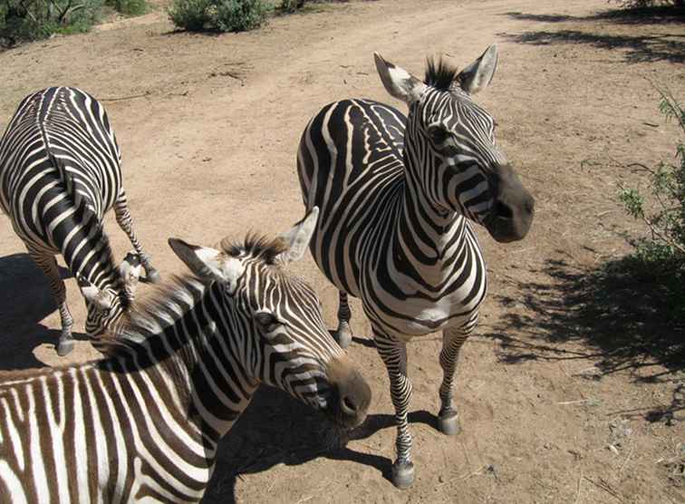 Utan Afrika Wildlife Park / Arizona