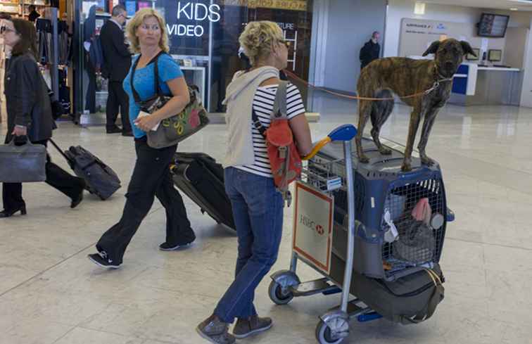 Huisdierentrip naar deze drie plaatsen is ontmoedigd