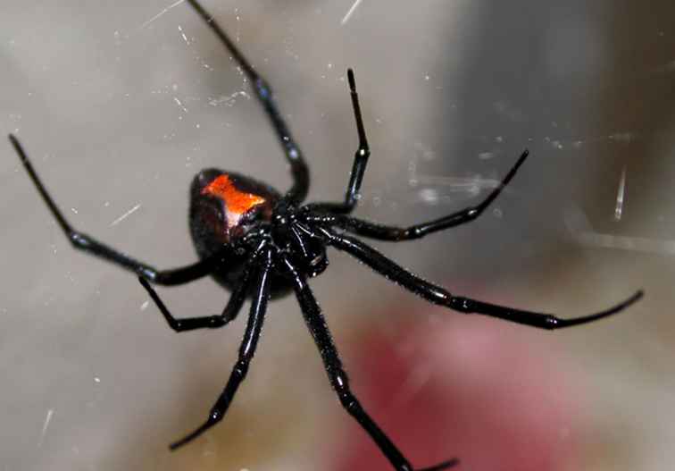 Arañas venenosas en Georgia Lo que necesitas saber