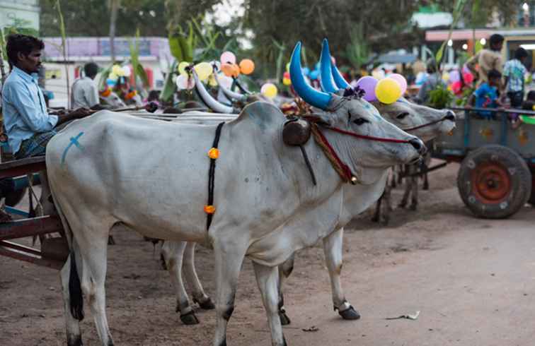 Pongal Dates När är Pongal i 2019, 2020 och 2021? / 