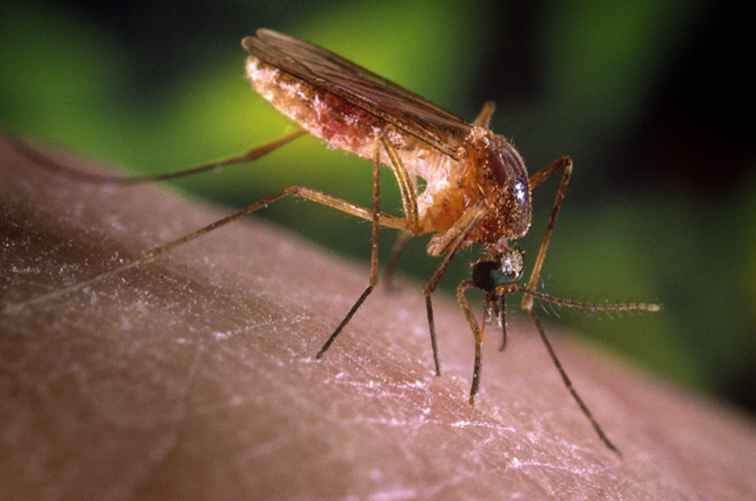 Protéjase de los mosquitos, moscas negras y garrapatas de Maine / Maine