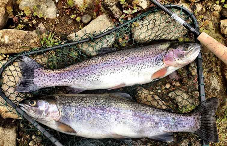 Pesca de trucha arcoiris en Texas / Texas