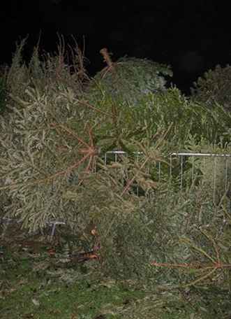 Reciclando su árbol de navidad / Florida