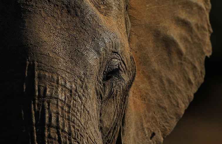 Sanctuaire de Riddle et éléphants d'Afrique en Arkansas