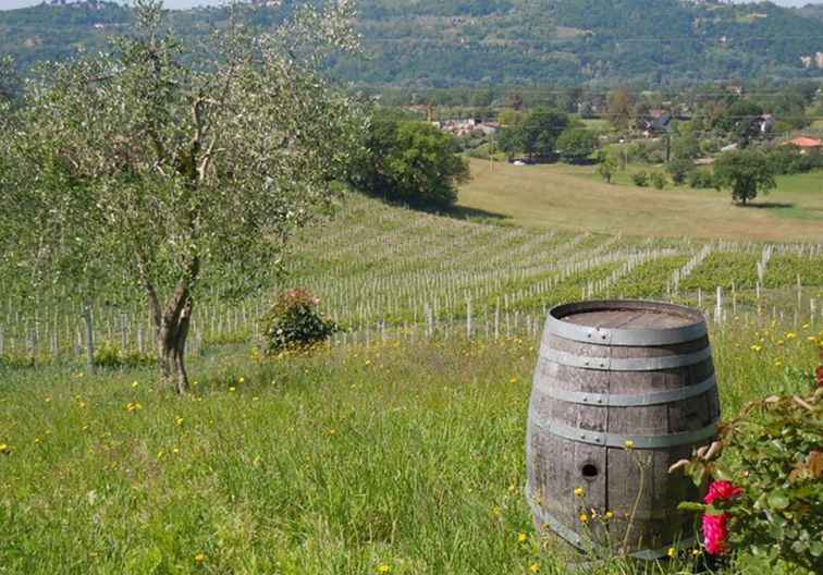 Vins de Rome dans les collines Sabines du nord du Latium / Italie