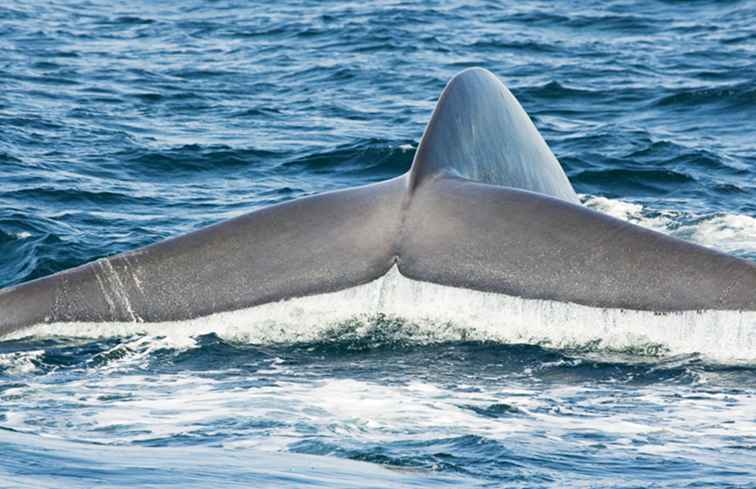 Avistamiento de ballenas en San Diego / California