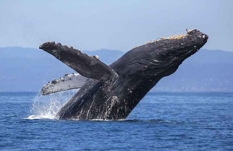 San Francisco Whale Watching / kalifornien