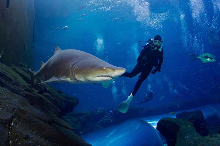 Scuba Dive mit Haien in Denver Downtown Aquarium / Colorado