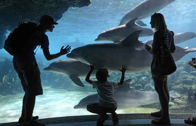 De militaire korting van SeaWorld / Florida