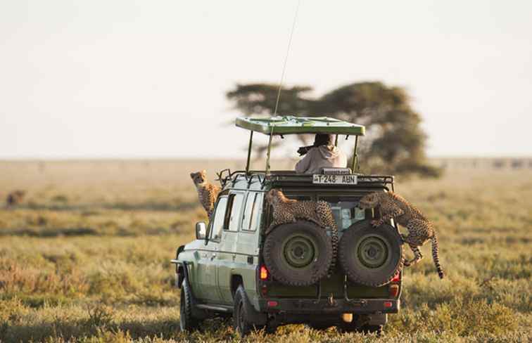 Serengeti National Park, Tanzania Den kompletta guiden / Tanzania