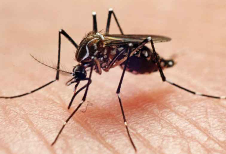 Dovresti cambiare la tua vacanza in famiglia a causa del virus Zika?
