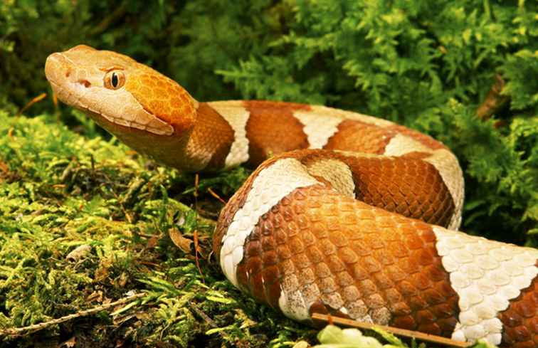 Serpientes en Alabama