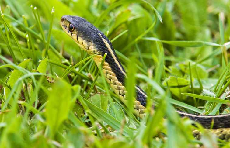 Serpientes de los Everglades y el sur de Florida / Florida