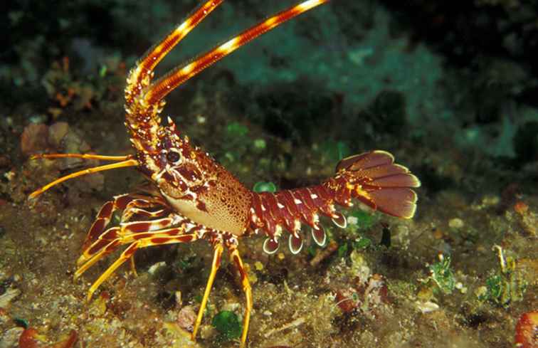 Spiny Lobster seizoen in San Diego / Californië