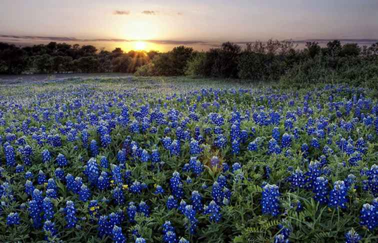 Frühling reist in Texas / Texas