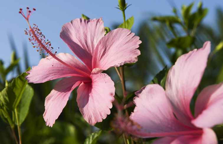 Las tradiciones de flores m�s populares de Tahit� / Islas del pacifico