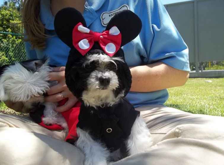 Llevar mascotas a Disney World / Florida