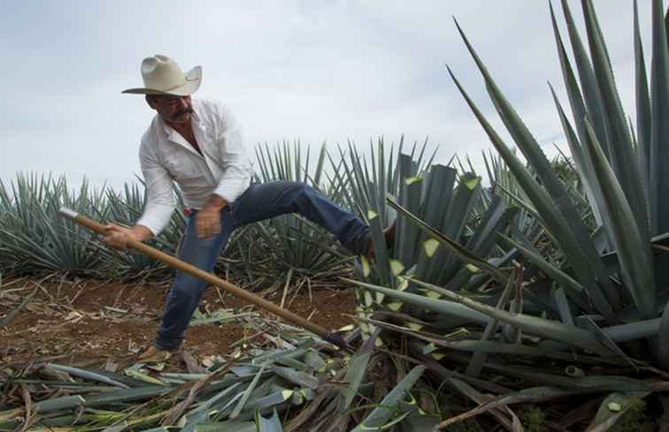 Tequila, Mezcal e Pulque / 