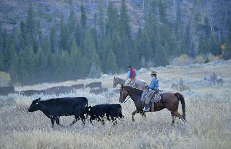 De 8 bästa Cattle Drive Vacations att ta i USA