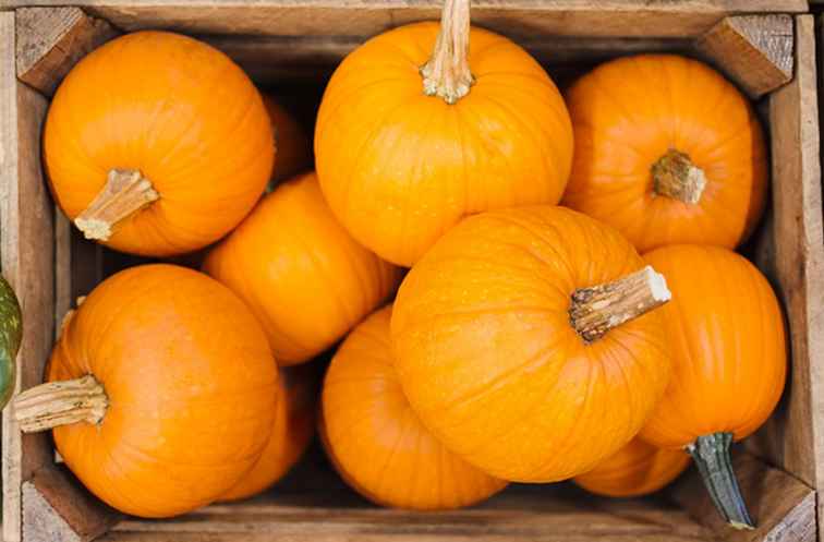 Los mejores parches de calabaza en Sacramento / California