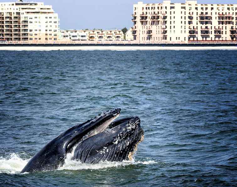 Las mejores playas de South Shore en Long Island / Nueva York