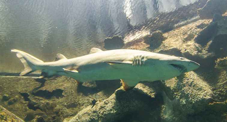 The Haunted Reef in Mandalay Bay Las Vegas / Nevada