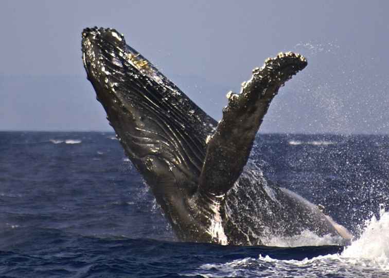 Las ballenas jorobadas de Hawaii