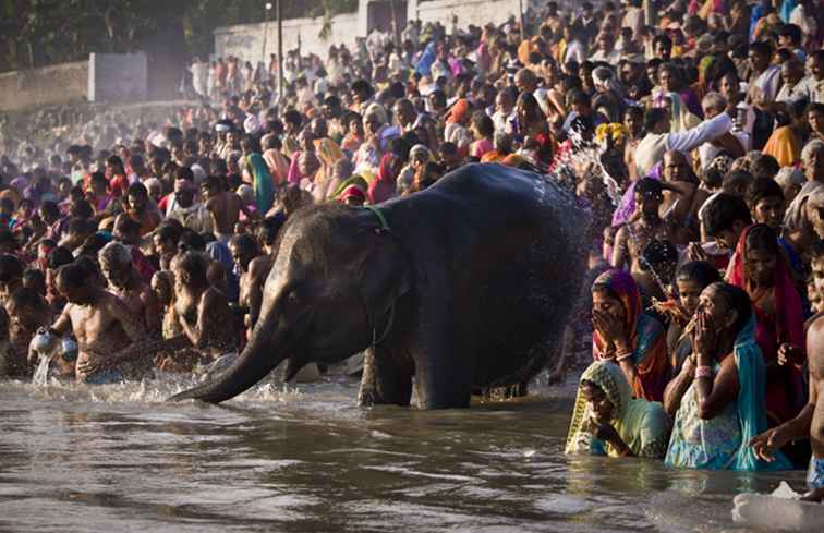 El Sonepur Lejos en Bihar y cómo verlo / Bihar