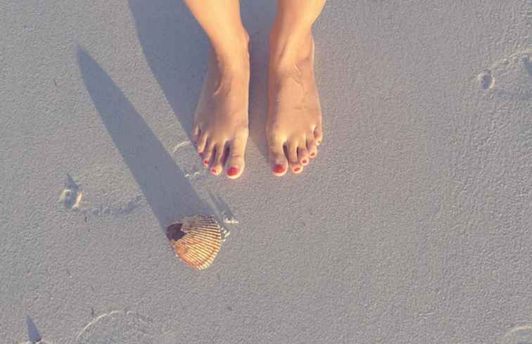Las 4 mejores formas de encontrar conchas marinas exóticas en Florida