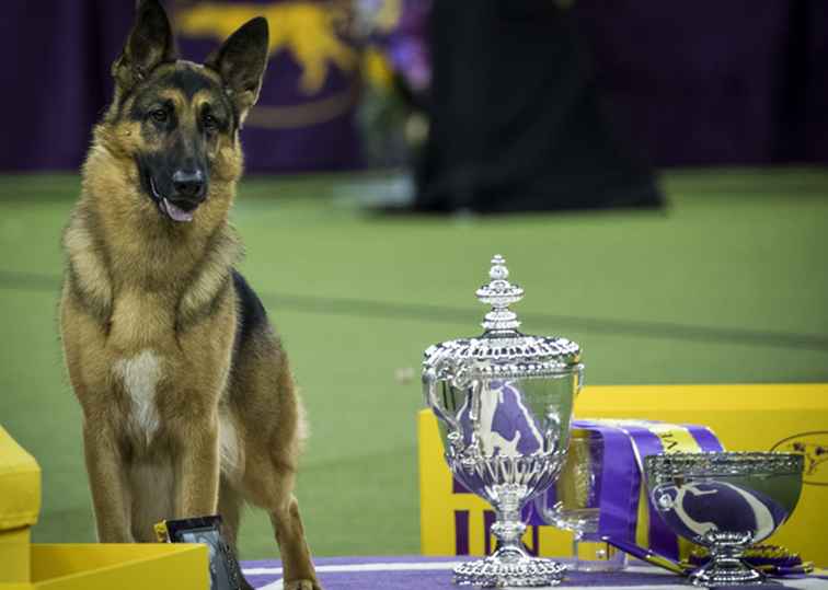 L'esposizione canina annuale del Westminster Kennel Club / New York