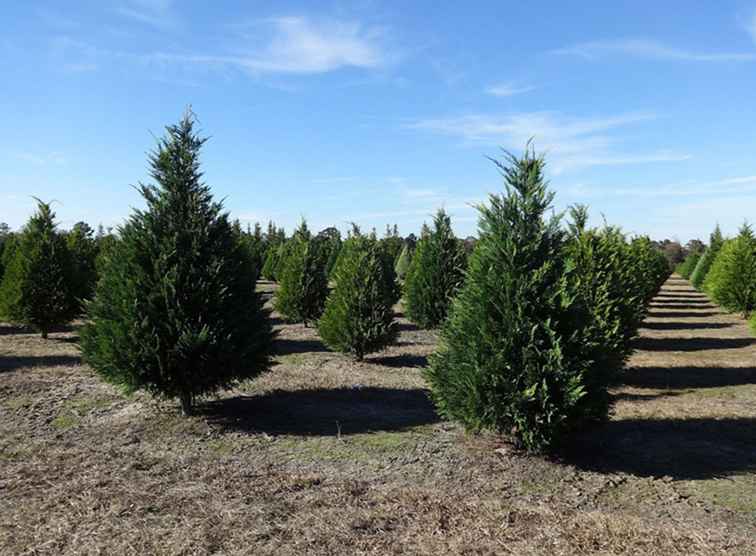 Fermes d'arbres de Noël traditionnelles dans le comté de Sonoma / Californie