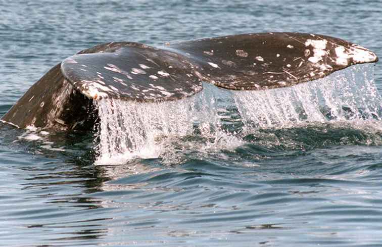 Whale Watching i norra Kalifornien / kalifornien