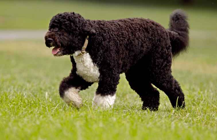 ¿De qué raza es el perro del presidente Obama, Bo?