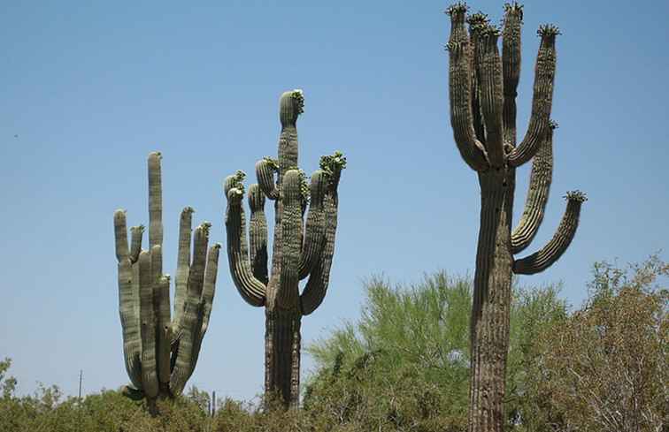 Wat is een Sequoia Cactus? / Arizona