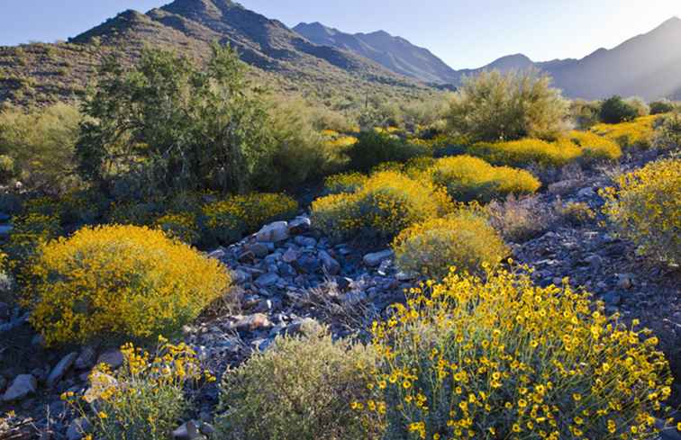 Wat is Arizona's Plant Zone? / Arizona