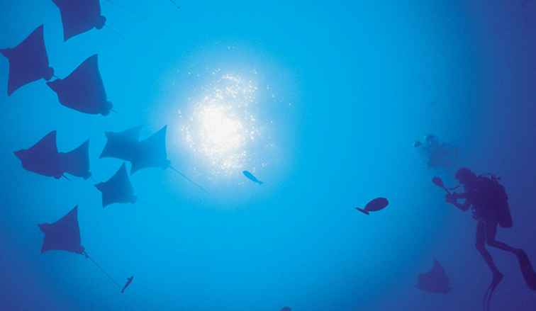 Cosa vedrai mentre fai snorkeling o fai immersioni a Tahiti / Isole del Pacifico