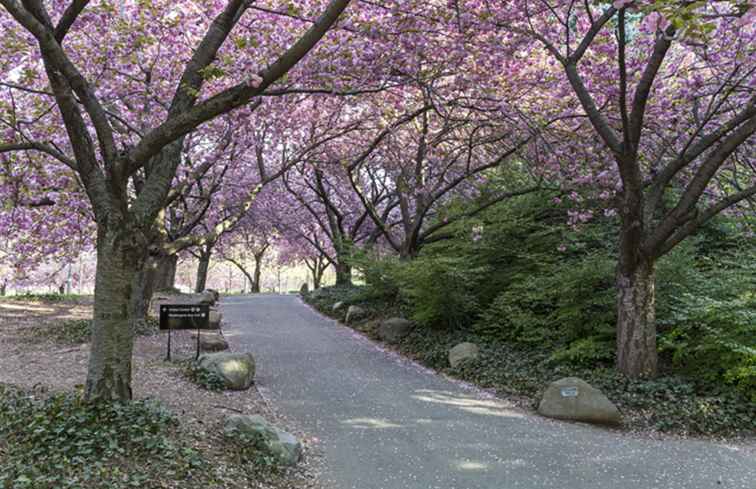 Wanneer bloeien de Brooklyn Cherry Trees? / New York