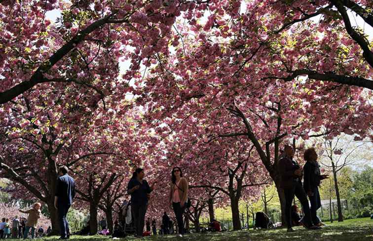 Quando è il Cherry Blossom Festival, Sakura Matsuri, al Brooklyn Botanic Garden? / New York