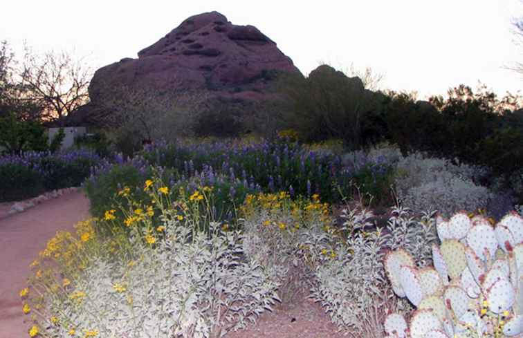 Wo man Arizona-Wüsten-Wildblumen sehen kann / Arizona