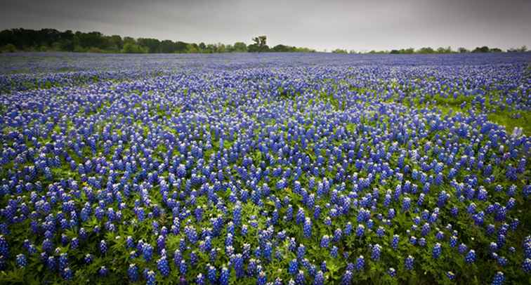 Donde se puede ver el Bloom Bluebonnets en Texas / Texas