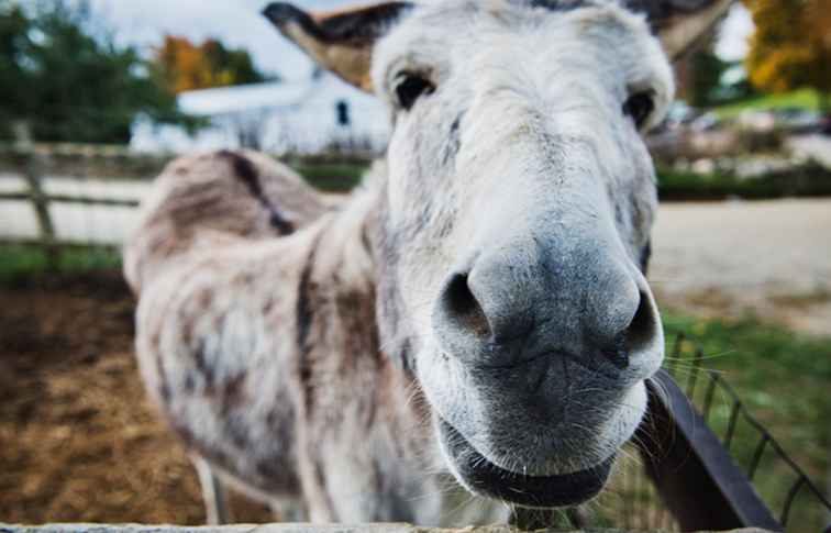 4 Dierentuinen in Long Island om kinderen te vermaken / New York