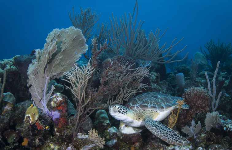 5 moet naar Centraal-Amerikaanse stranden voor het vinden van zeeschildpadden gaan / Central & SouthAmerica