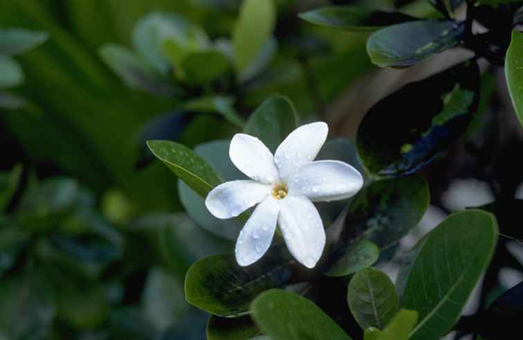 8 tropische Blumen in Tahiti gefunden
