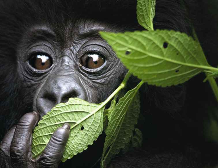 En Gorilla Trek som ger tillbaka i Rwanda