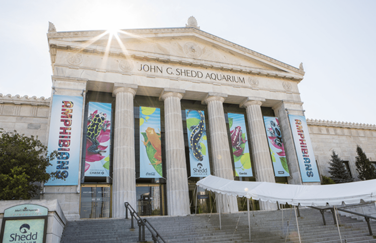 Ein Leitfaden für Chicagos Shedd Aquarium / Illinois