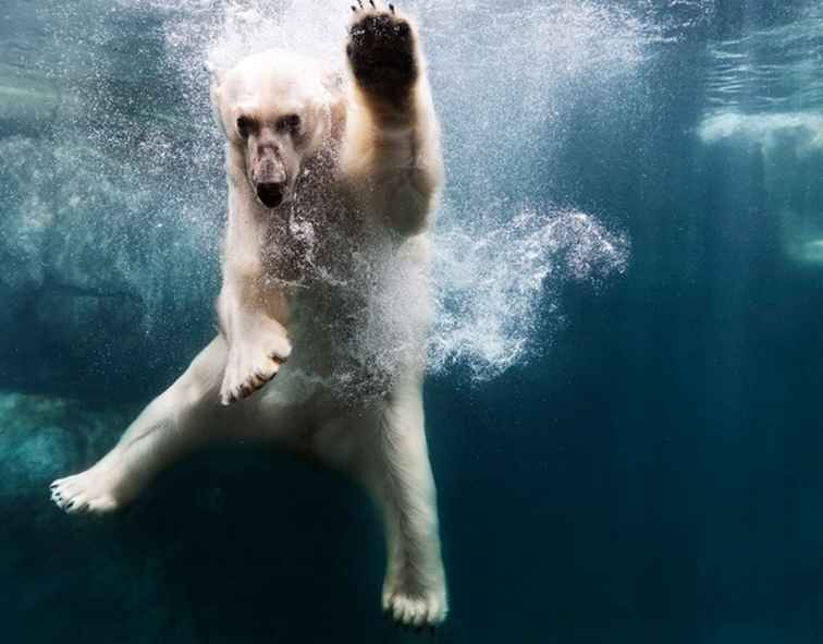 Una guida per visitare lo zoo di Toronto Metro / Toronto