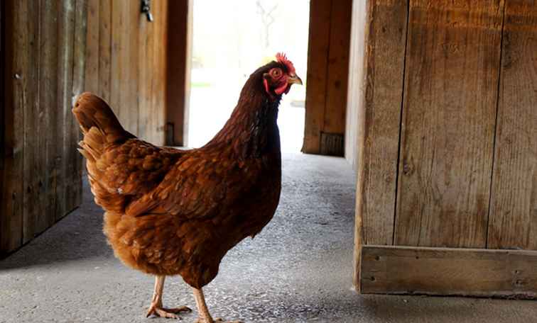 Een gids voor een bezoek aan de Riverdale Farm in Toronto / Toronto