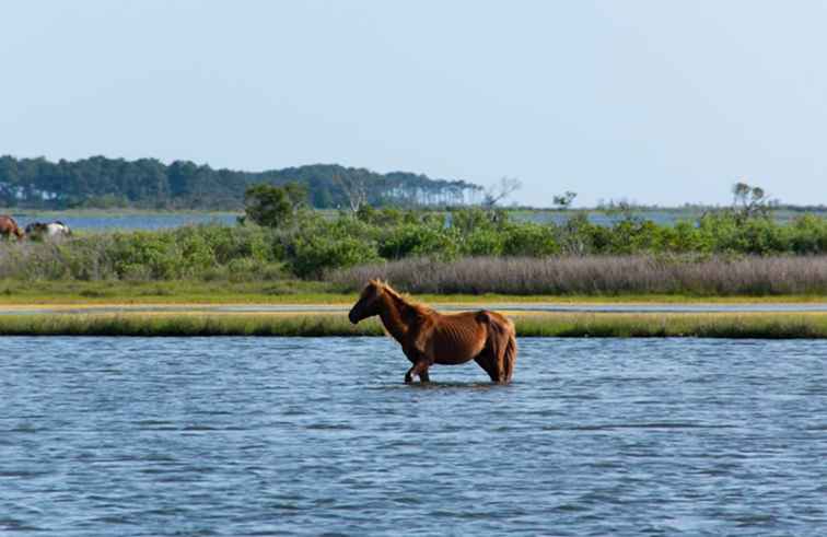 Isla de Assateague - Guía de visitantes de la costa nacional / Maryland